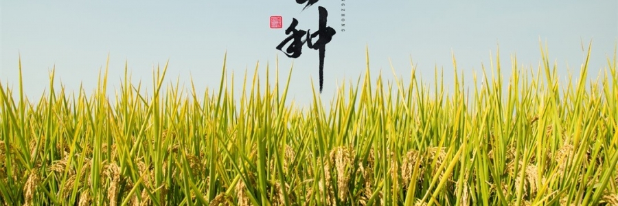 芒種 | 風(fēng)吹麥浪，蟬鳴夏忙