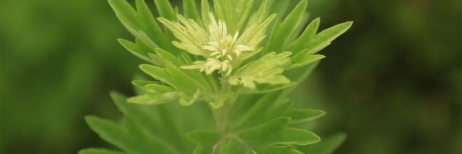 化成了灰也還是個寶，我勸你最好珍惜！