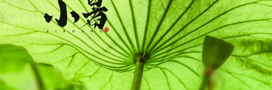 小暑 | 暑熱如歌，心靜生涼