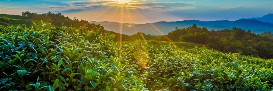 “三陽(yáng)開(kāi)泰”防病疫，這才是升陽(yáng)的無(wú)上心法！