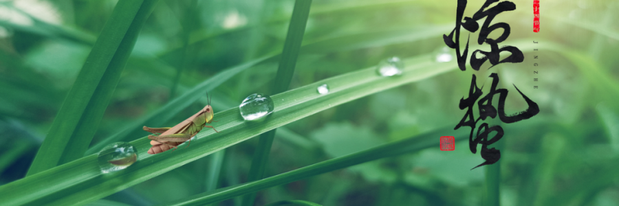 驚蟄丨蓄勢而蟄，應時而驚