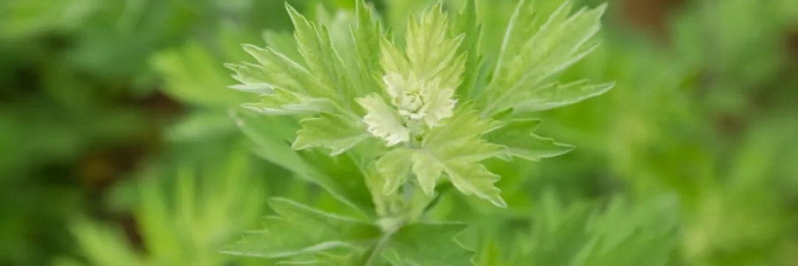 520，“艾”意正濃！讓我們相識艾草