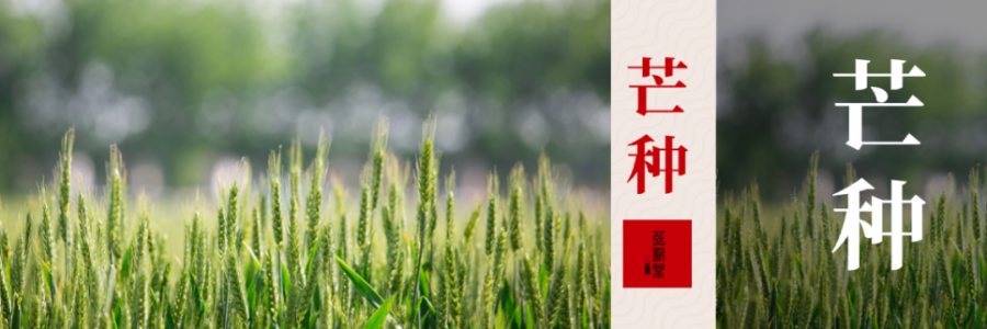 芒種 | 忙收忙種，防暑祛濕